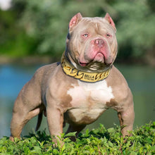 Load image into Gallery viewer, Personalized Pet Chain Dog Collar
